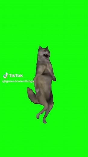 Dancing Wolf Meme | Green Screen #wolf #wolfdancing #dancingwolf #viral #trending #meme #memes #fyp #dance #dancing