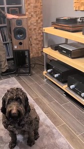 HARBETH XD2 HL Compact 7ES-3 in Walnut 🤎, HARBETH XD2 30.3 in Rosewood 🌹 und HARBETH XD2 P3ESR in Walnut burr 🤎🧡🤎 Handmade in England 🇬🇧 #mrhifi9 #harbethspeakers #inputaudio #musicresort | MR-HiFi