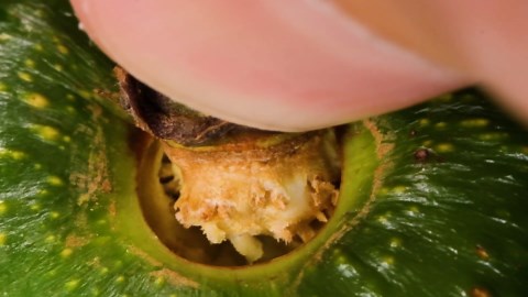 Fruit in extreme macro the hidden textures you have never seen