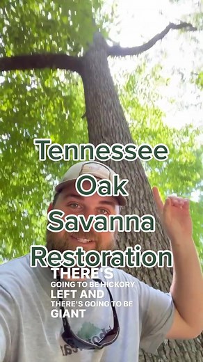 Restoring Native Plant Diversity in Savannas