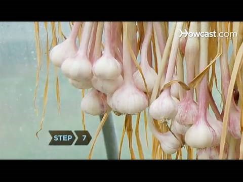 How to Grow Garlic Indoors