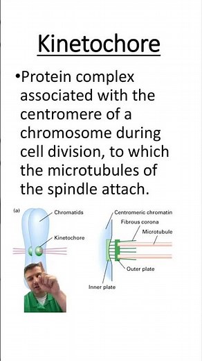 Kinetochore