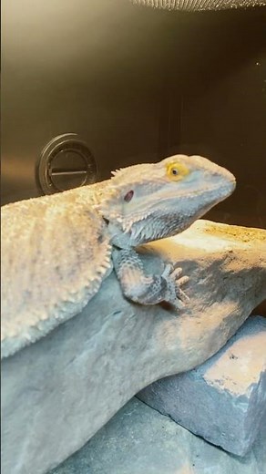 “Dextra Recharging Under Her Basking Light Like a Tiny Dragon ☀️🐉🔥”