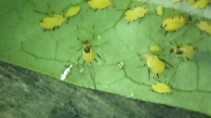 Watch Aphids under a milkweed leaf on Amazon Live