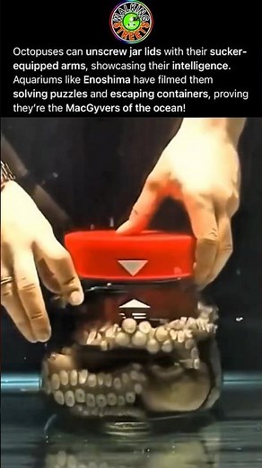 Intelligent Octopus Unscrews Lid From Inside Container Using Dexterous Arms And Advanced Cognition