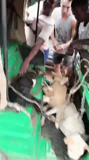Rescue Dogs in the Market: A Heartwarming Journey