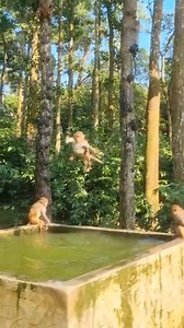 Monkey's are jumping and having fun🤣😮 . . . . . . . . . . #LaughWithAnimals #monkeyfun #monkeyjump | Laugh with Animals