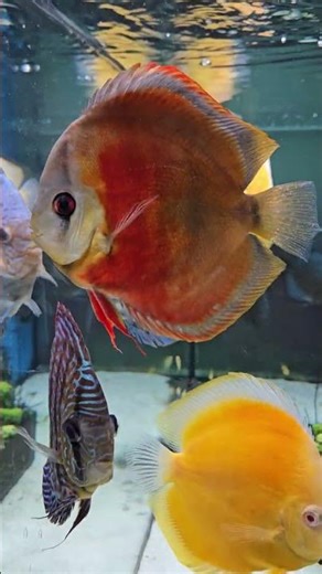 Upgrading My Discus Aquarium (and FINALLY getting it right)