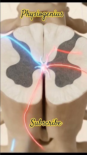 Knee Reflex arc #kneereflex #neuroscience