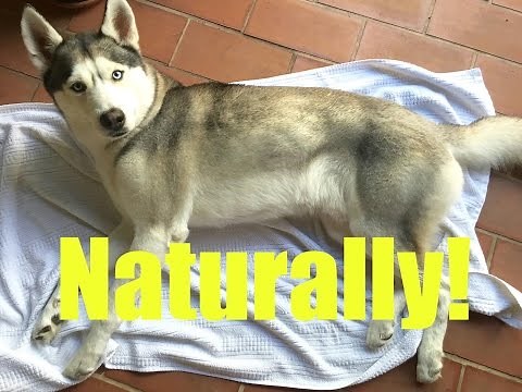 How to Naturally Remove Fleas and Ticks from your Dog!