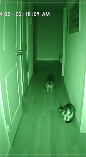 My Dog GLITCHED?! 😨 Is this real? #shorts #glitchinthematrix #simulation #scary #creepy #paranormal