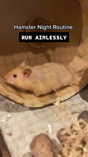 Understanding the Mind of a Curious Hamster