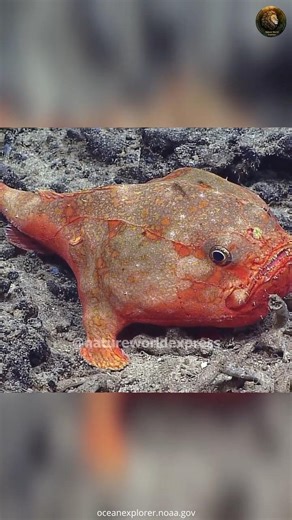 The Fish Named After A Coffin Lives 3,000 Meters Deep