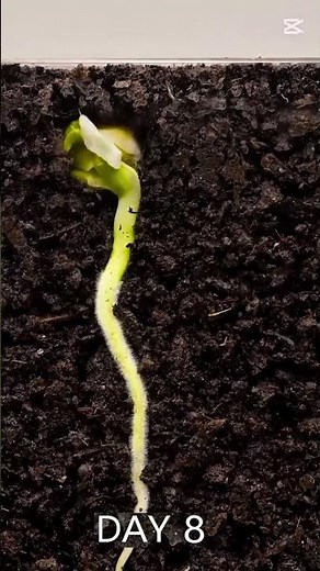 Pea Growth Time-Lapse 🫛 | From Seed to Sprout 🌱#plants #plantsgrowth #pea #timelapse