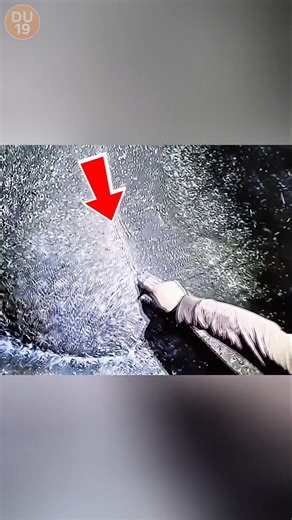 Scientists Discovered the World’s Largest Spider Web… And It’s TERRIFYING 😱🕷️