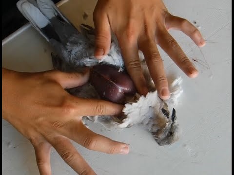 How To: Clean and Prepare a Dove the Easy Way Without Making a Huge Mess