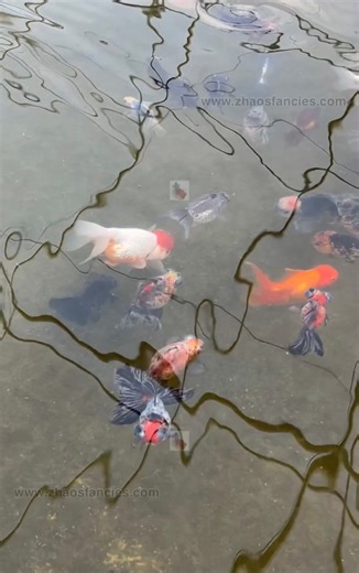 Enjoy fish keeping at Christmas time 🎄🎄🎄#zhaosfancies #zhaosfancirsgoldfishfarm #fancygoldfish #goldfishpond #goldfishkeeping | Zhao's Fancies Fancy Goldfish Farm
