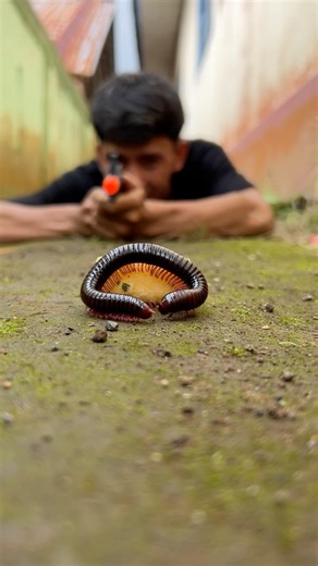 Tarzan managed to trap the millipede with momogi wafers#shortvideo#millipede