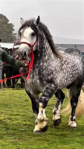 Meet the World's Strongest Horse: The Shire Horse
