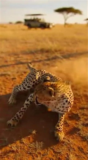 Ostrich Saves Baby: Cheetah Kicked Away!