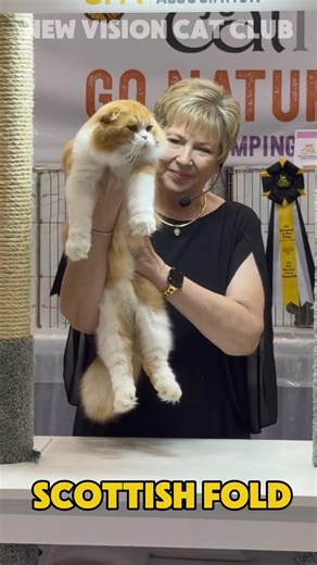 Scottish Fold Cat Show by Judge Kathy Black - 2024 CFA International Cat Show and Expo