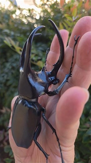Huge beetle (plastic model)