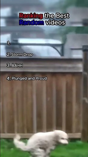 EPIC Dog Poops in Hurricane! Best Funny Fails Compilation!#Shorts #Viral #FunnyPets #Fails #Trending