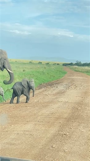 Vulture African Safaris on Instagram: "WELL WELL, Elephant crossing. Remember, Elephants have adapted to sleep both standing up and lying down. Each method serves a different purpose: Standing Sleep: When elephants sleep standing up, they remain in a light sleep phase. This position allows them to be alert to potential dangers in their environment and is particularly useful when in areas with high predator presence. More To Discover, For The Curious. #wildlifephotographer #safaribaby #travel_cap