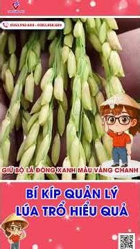 CỬ CUỐI LÚA – LÀM ĐÚNG LÚC, ĂN TRỌN NĂNG SUẤT