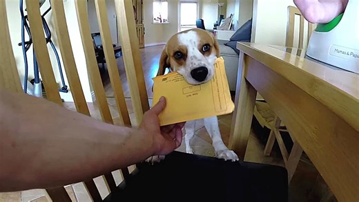 Why you should get a beagle