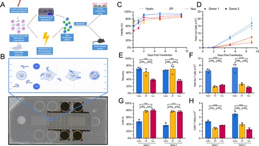 Scalable intracellular delivery via microfluidic vortex shedding enhances the function of chimeric antigen receptor T-cells - Scientific Reports