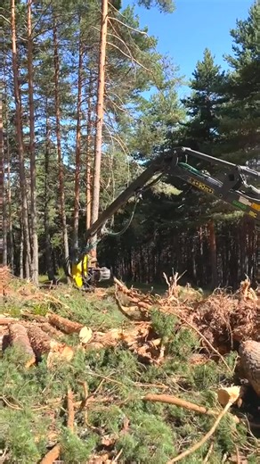 1K views | #treestump #machinework #treework #trees #machinecutting #woodworking | Wood Colection | Facebook