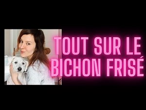 Bichon Frisé, tout ce que vous devez savoir, premier chien, chien familiale, choses à savoir.