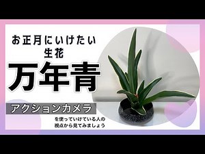 池坊【いけばな Ikebana】お正月にいけたい『生花🎍万年青🎍基本 アクションカメラ視点で生け方を説明【flower】 🌸 【How to make】