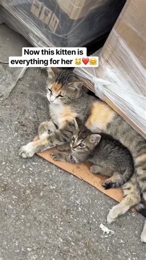 Someone abandoned this cute cat || cutest kitten with her baby || kitten rescue from forest 🐱❤️🤗