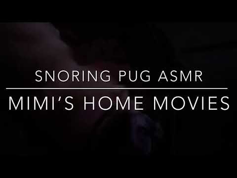 Snoring Pug Sleepy Time ASMR
