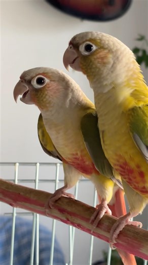 Pineapple Conure Relaxing❤️ #birds #parrot #pets #sunconure #pineappleconureparrot