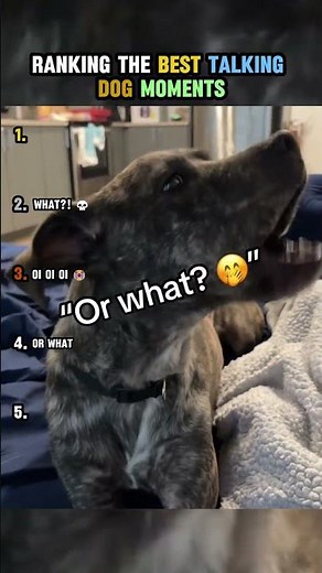 Ranking The Best Talking Dog Moments 🦮