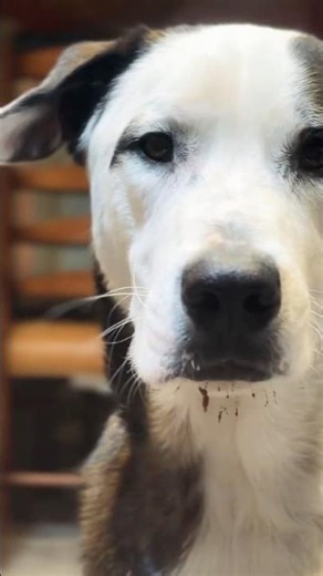 Dog-food mustache = delicious 🐶🤣 #puppy #dogshorts #funnypets #dog #doglife #cutedog #pets #fundog