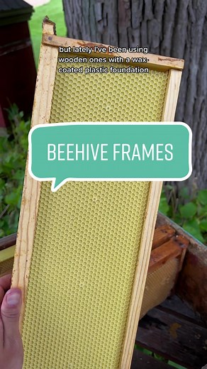 Exploring Wax-Coated Plastic Frames in Beekeeping