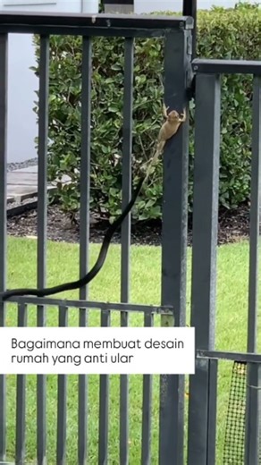 @ars.zam on Instagram: "Meminimalkan daya tarik lingkungan bagi ular dan menutup akses masuk mereka. Ular biasanya mencari tiga hal: makanan (tikus/katak), air, dan tempat perlindungan yang sejuk. Berikut adalah panduan desain dan langkah praktis untuk membangun rumah yang tidak disukai ular: 1. Desain Eksterior dan Lanskap Area luar adalah garis pertahanan pertama. Ular benci area terbuka di mana mereka mudah terlihat oleh predator. * Paving atau Kerikil: Buat pembatas berupa jalan setapak dari