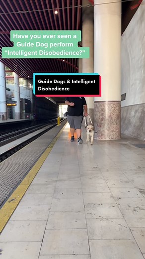 Guide dogs are highly-skilled canines! 🦮#guidedogsofamerica