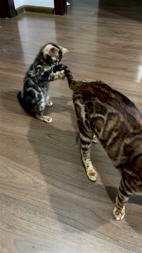 Mom cat surrounded by hungry Bengal babies #cutecat #shorts