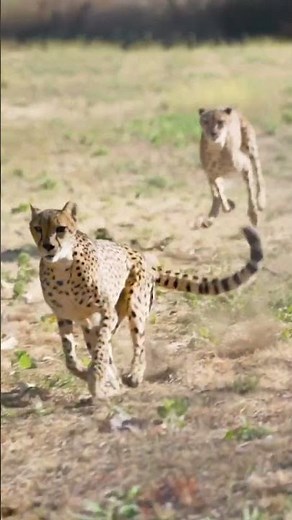 Cheetah, the fastest runner #wildlife #cheetah #animals