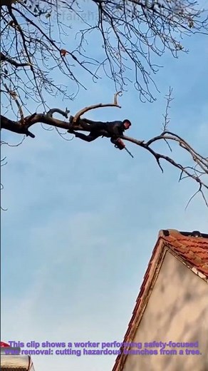 Tree Removal for Safety: Worker Cutting Hazardous Branches