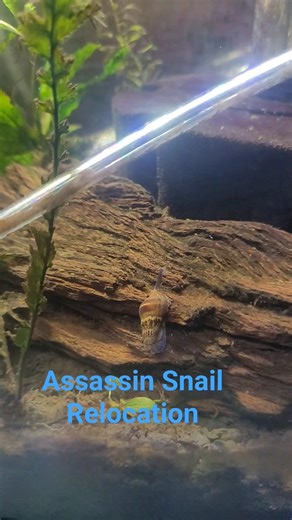 Assassin Snail On a New Job