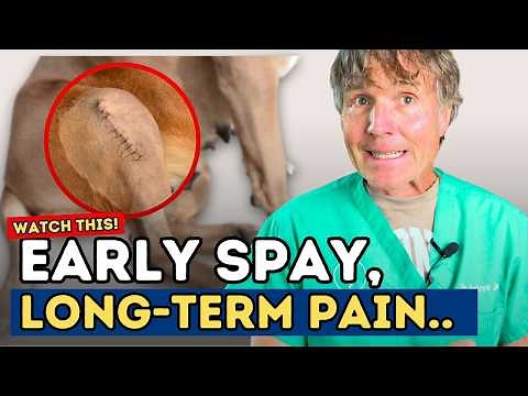 Early Neutering Linked to Painful ACL Injuries in Dogs?!