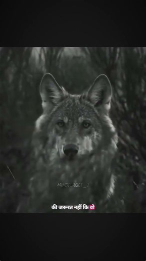 Wolf Sounds ( howling sound ) ❤