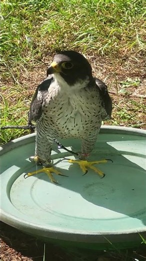 PEREGRINE STANDS IN HIS BATH (DRINKING/BOWSING)