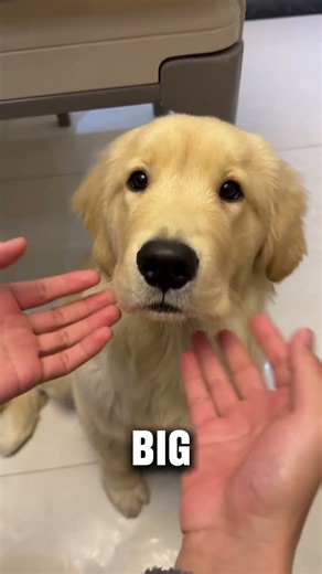 My Dog’s Cheeks Are About To Fly Off 😂